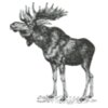 Animals   Elk